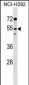 SIRPG Antibody (Center)